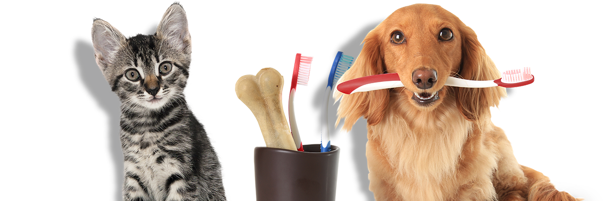 dog teeth cleaning huntington, ny
