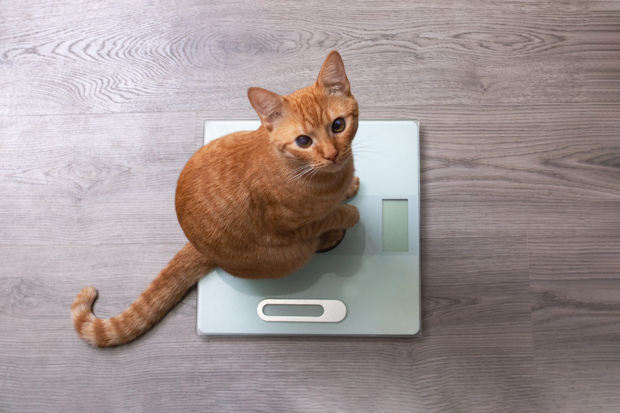 What You Need to Know About Obesity in Dogs and Cats Dix Hills Animal