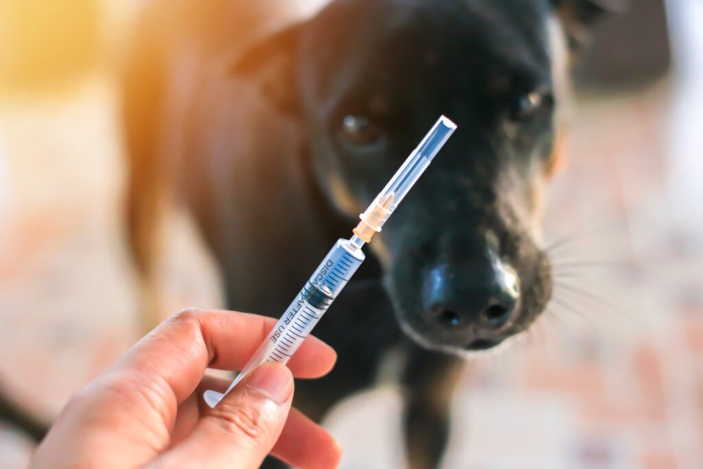 are yearly dog vaccines necessary in huntington ny