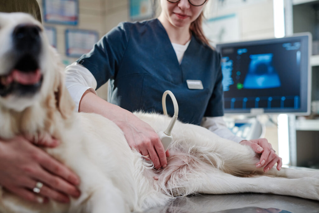dog having ultrasound
