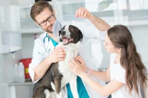 vet-helping-pet-owner-put-cone-on-dog