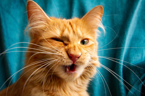 up-close-of-orange-cat-sneezing