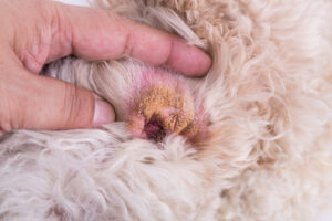 close-up-of-dry-skin-in-underside-flap-of-dog's-ear