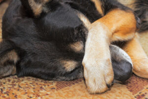 dog-laying-on-the-floor-covering-face-with-paw