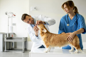 female-vet-assistant-holds-corgi-dog-on-exam-table-while-male-vet-examines-corgi's-teeth