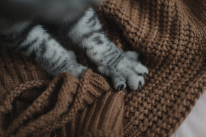 gray-cat's-paws-kneading-brown-blanket