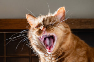 adult-orange-cat-meowing