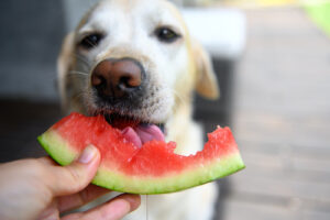 labrador-retriever-dog-eating-watermelon-slice-from-owner's-hand