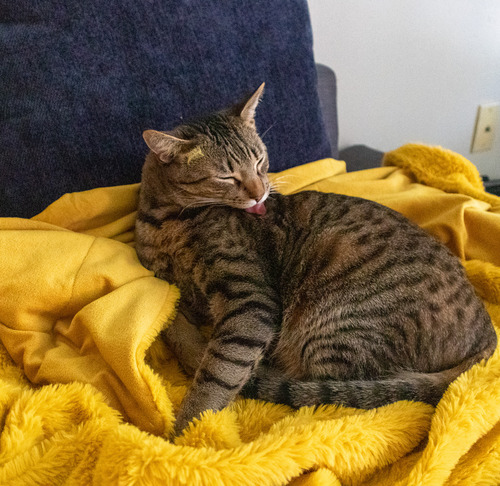 brown-tabby-cat-laying-on-a-yellow-blanket-grooming-itself