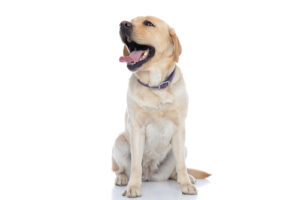 labrador-retriever-dog-panting-while-sitting-against-a-white-background