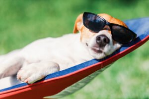 jack-russell-terrier-dog-lying-on-a-deck-chair-outside-on-a-sunny-day-wearing-sunglasses