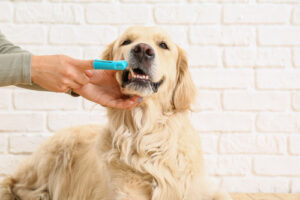 pet-owner-brushing-golden-retriever-dog's-teeth-at-home