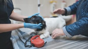 shy-black-and-white-dog-at-emergency-vet-clinic