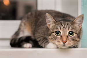 frightened tabby cat sitting on a window sill