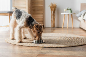 wirehaired fox terrier eating food from bowl on round rattan carpet