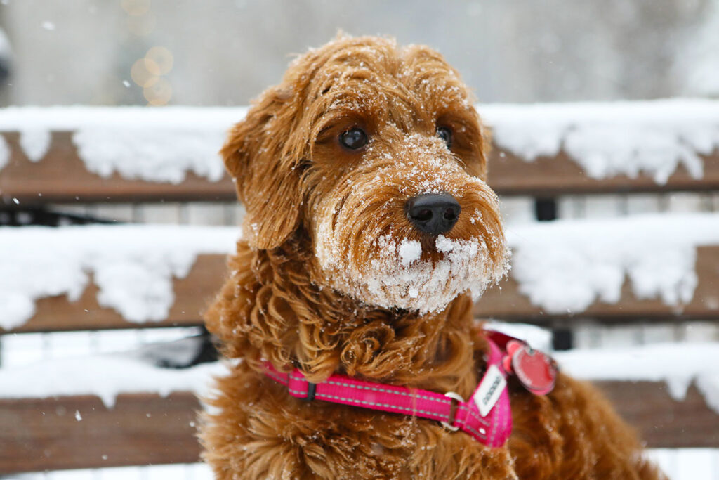 Golden doodle puppy in the snow