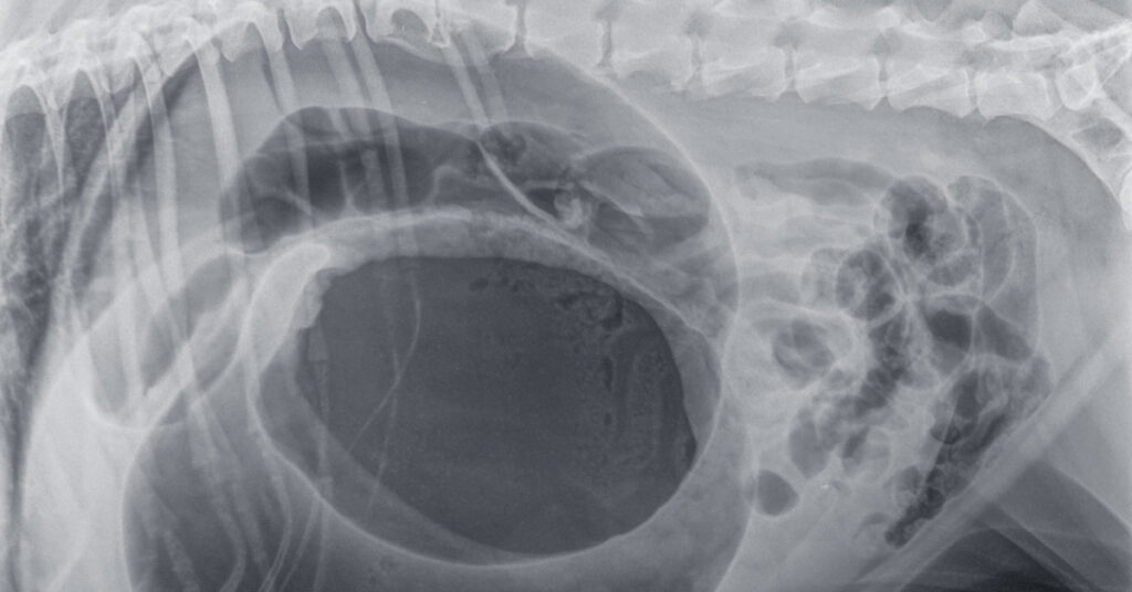 X-ray of dog with bloat