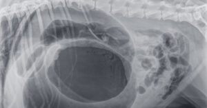 X-ray of dog with bloat