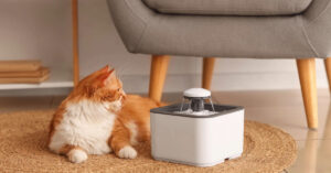 orange and white cat laying next to water fountain in the living room