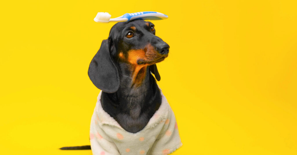 dachshund dog wearing a shirt with a toothbrush on its head against a yellow background
