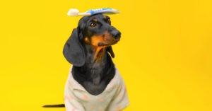 dachshund dog wearing a shirt with a toothbrush on its head against a yellow background