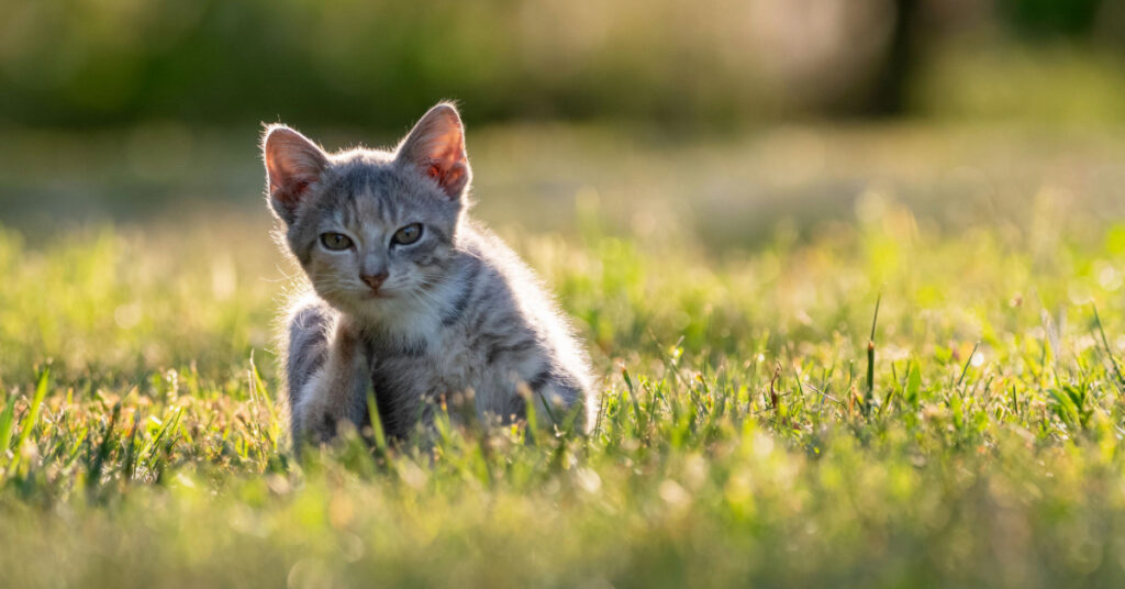 cat scratching itself while sitting outside in the grass