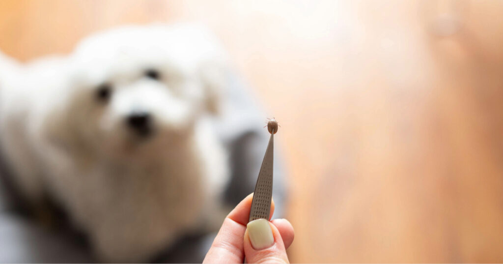 female owner holding tweezers with a tick she pulled from dog sitting in the background