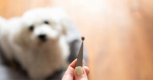 female owner holding tweezers with a tick she pulled from dog sitting in the background