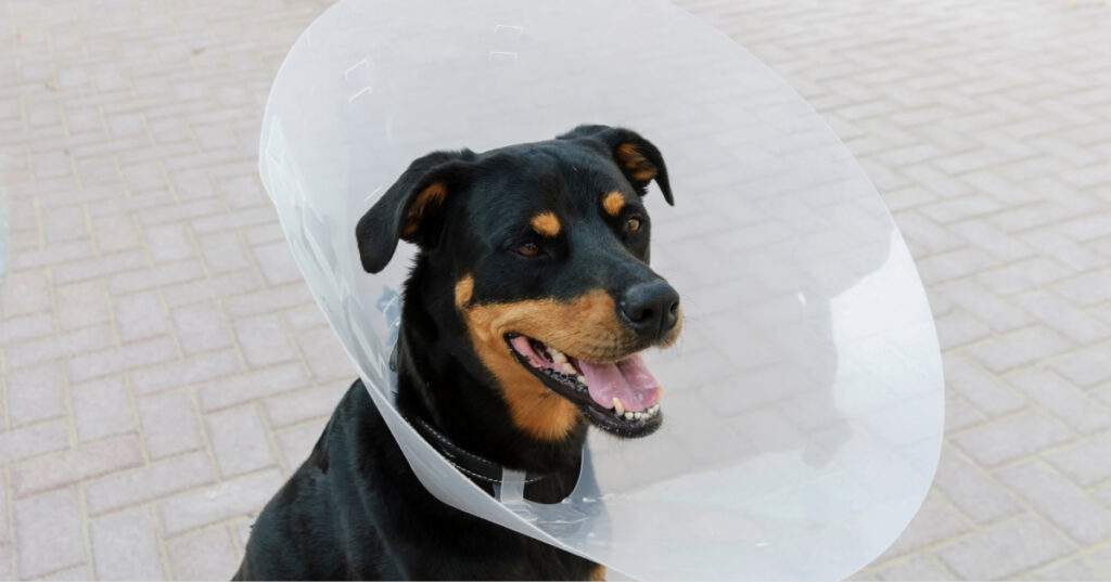 dog wearing an e-collar sitting outside